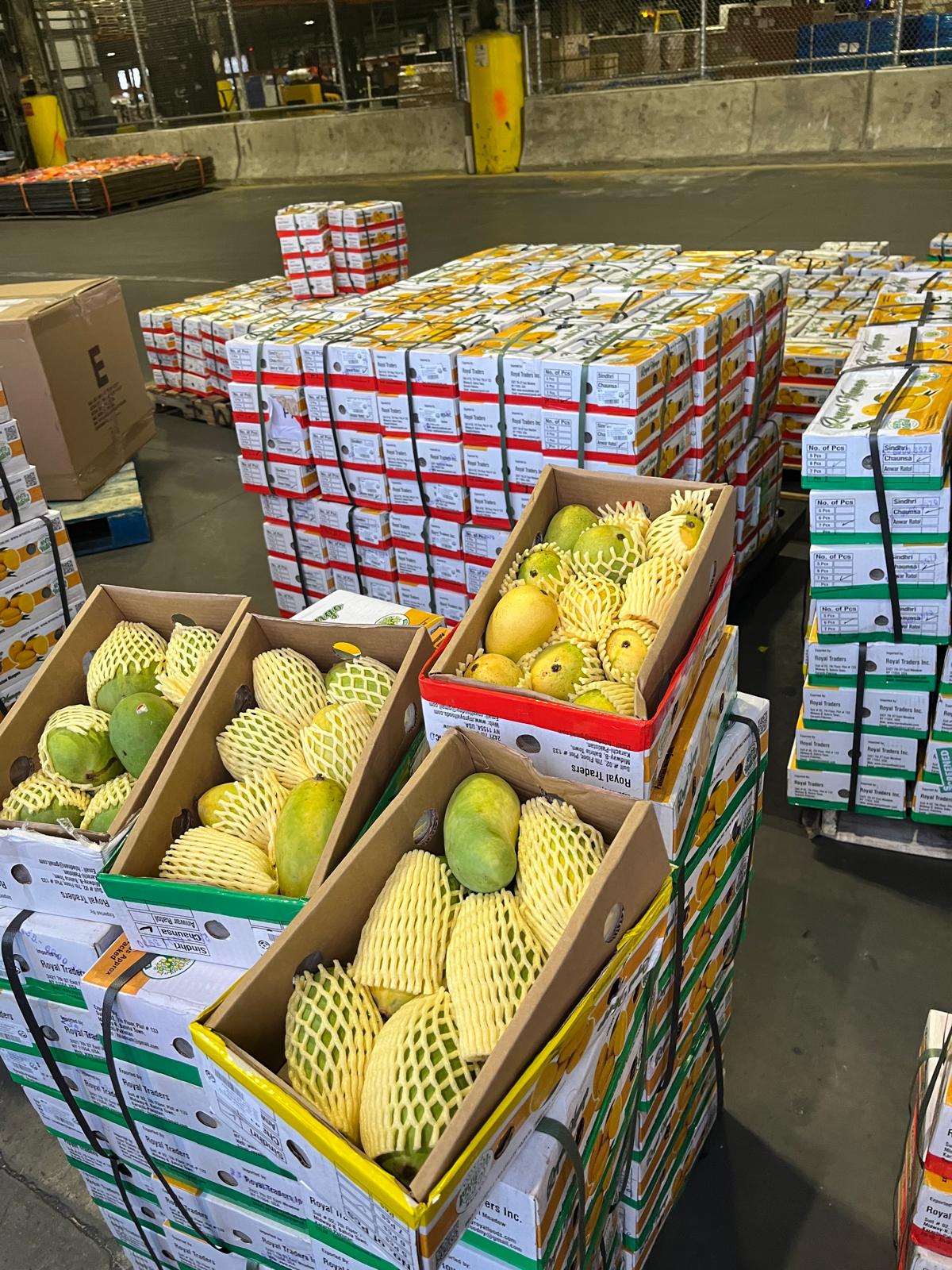 Sindhri -4.4 Lbs approx. number of mangoes based on the size